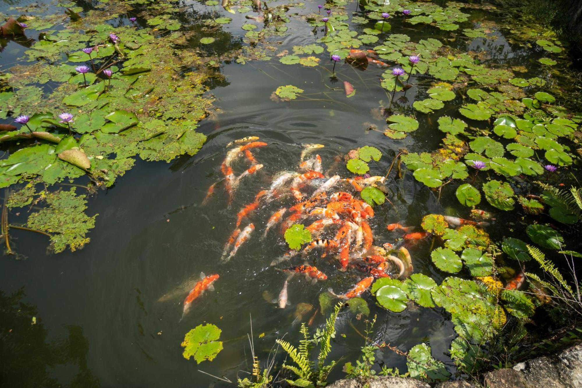 Shanthi Uyana Kandy Dış mekan fotoğraf